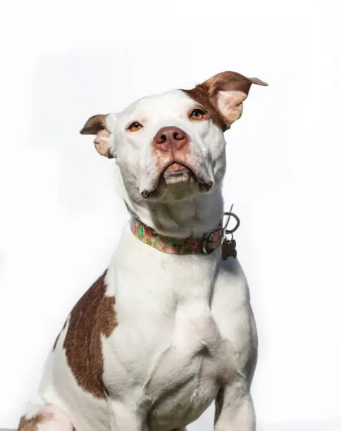 Front-view portrait of "Jersey," a male Pitbull looking at the camera on a white background.  By using this photo, you are supporting the Amanda Foundation, a nonprofit organization that is dedicated to helping homeless animals find permanent loving homes.