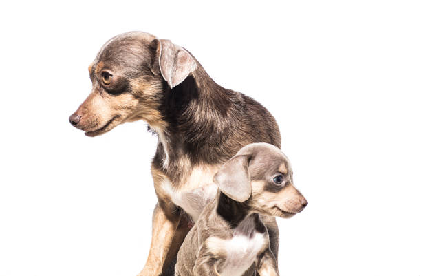 Jack Russell puppy looking down with space for your text on white background