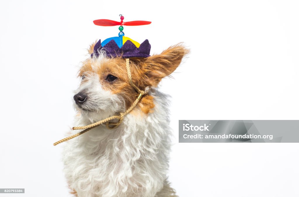 Cute Dog Wearing A Propeller Hat The Amanda Collection Stock Photo