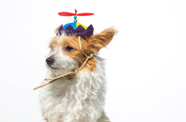 ładny pies w kapeluszu śmigła - kolekcja amanda - propeller beanie zdjęcia i obrazy z banku zdjęć