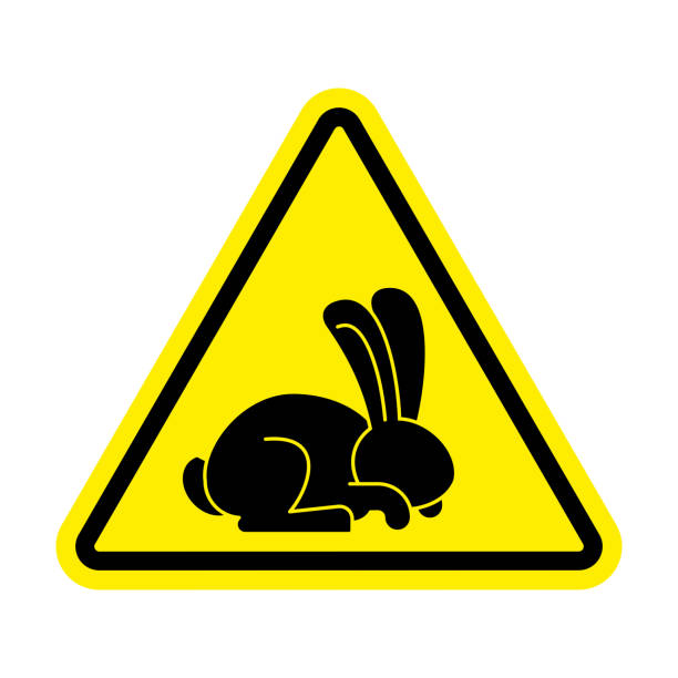 istock Stop rabbit. It is forbidden to prohibit bunny. Yellow prohibitory road sign 820800336