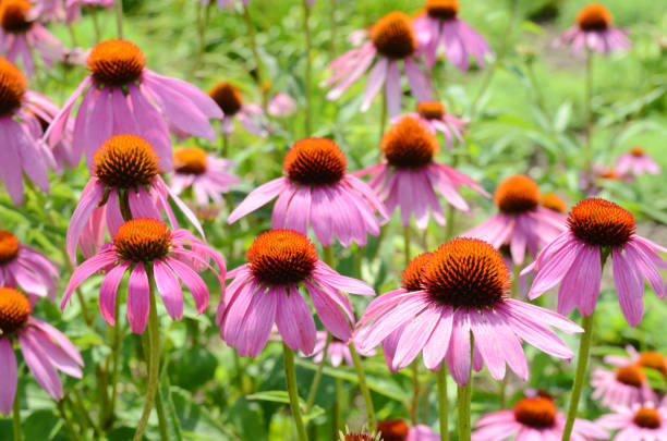istock Echinacea purpurea coneflower Flower 820801924