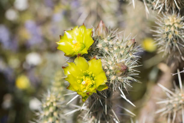 istock Beautiful blooming wild desert yellow cactus flowers. 820802262