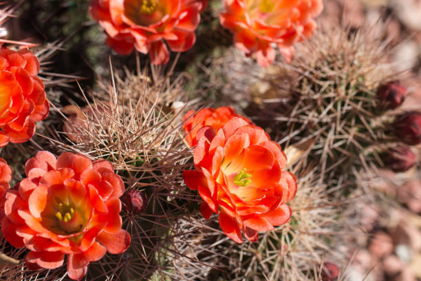 istock Beautiful blooming wild desert cactus flowers. 820803486