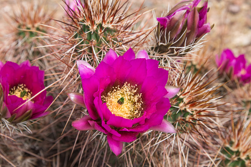 Beautiful blooming wild desert pink cactus flowers.