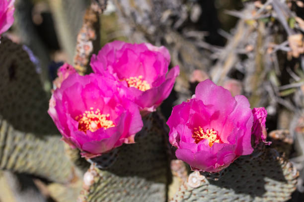 istock Beautiful blooming wild desert pink cactus flowers. 820804154