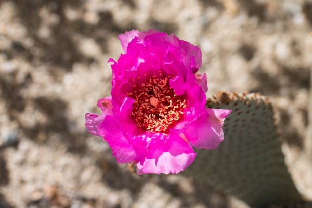 istock Beautiful blooming wild desert pink cactus flowers. 820804676