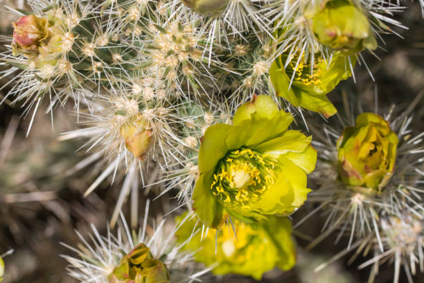 istock Beautiful blooming wild desert yellow cactus flowers. 820804954