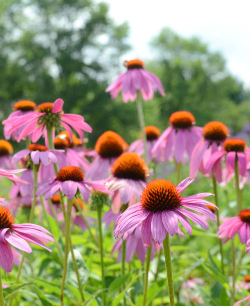 istock Echinacea purpurea coneflower Flower garden 820806172