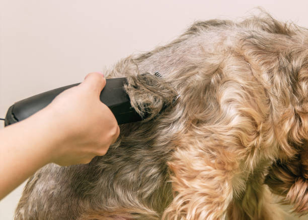istock Dog care, close-up 820806552