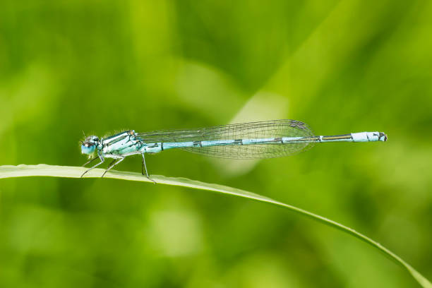 istock Common blue damselfly or Northern bluet on green 820807634