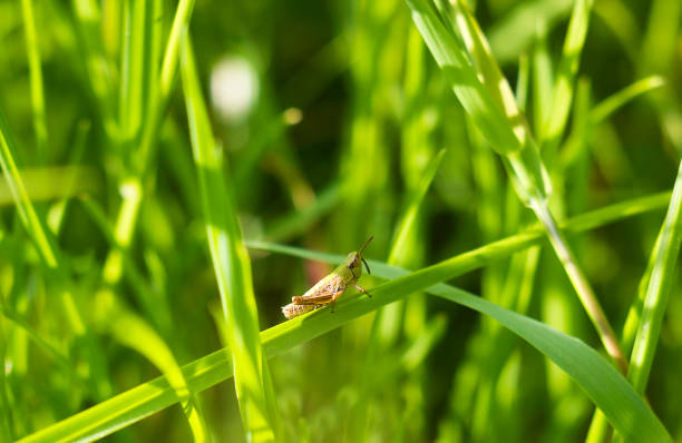 istock Small locust sits on blade of grass 820807644