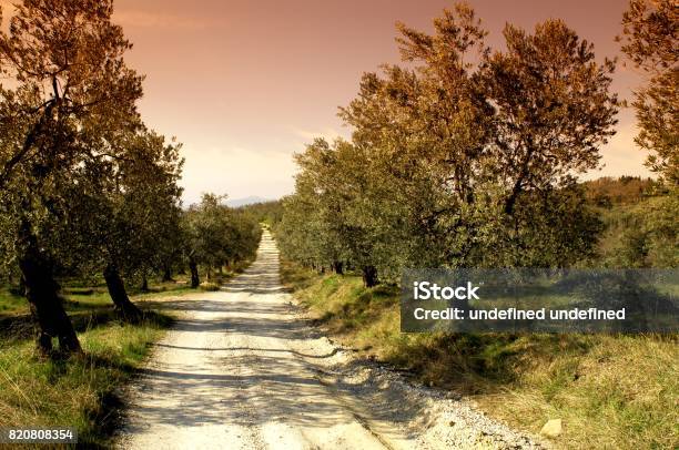 Olive Trees In Tuscany At Sunset Near Nipozzano Florence Italy Stock Photo - Download Image Now