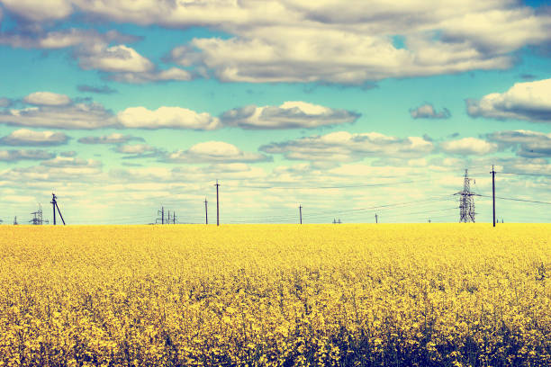 flower, yellow, field, rapaseed, blooming, rapa-seed, swedish, agriculture, green, brassica, cloud, oilseed, rapi, environmental, crop, ecology, rappi, farm, napus, canola, vegetable, energy, farming, agricultural, cole-seed, rape-seed, turnip, seed, cloudy, brasica, gold, blue, swede, colza, rapeseed, crop-plant, sky, cole, yard, rapa, cloudlet, coleseed, oil, ground, environment, abloom, ecological flor, amarillo, campo, rapaseed, florece, semilla de rapa, sueco, agricultura, verde, brassica, nube, semillas oleaginosas, rapi, medio ambiente, cultivos, ecología, suizo, granja, napus, canola, vegetal, energía, agricultura, agricultura, cole-semilla, semilla de colza, nabo, semilla, clou