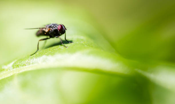 istock Fly on a green leaf in the open air 820813984