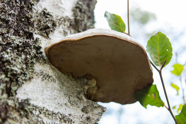 Basidiomycota mushroom growing on the tree.