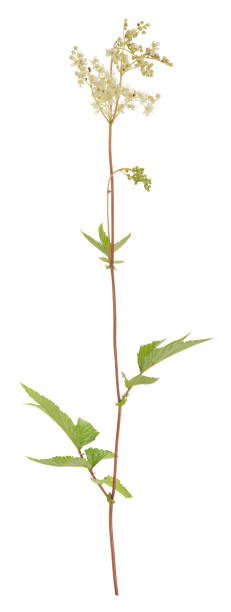istock Blooming meadowsweet, Filipendula ulmaria isolated on white background 820815600