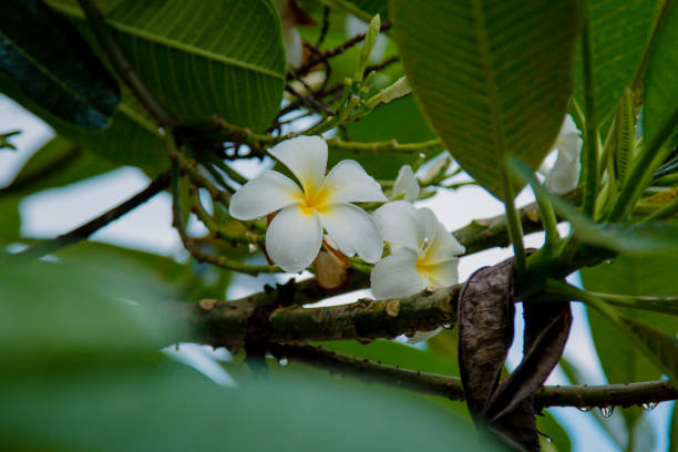 istock Beautiful frangipani flowers on the tree 820816270