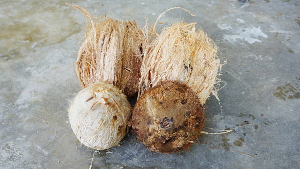istock A group of coconuts that have been dumped and still have coats on the floor. 820816614
