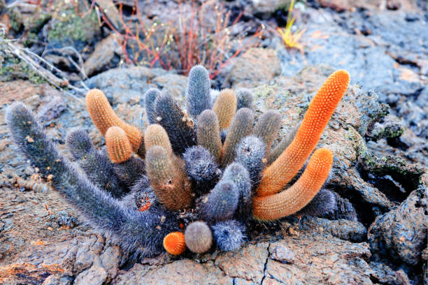 Brightly colored stems of lava cactus on Galapaagos Island. Brightly colored contrasting stems of lava cactus on Galapaagos Island. lava cactus stock pictures, royalty-free photos & images