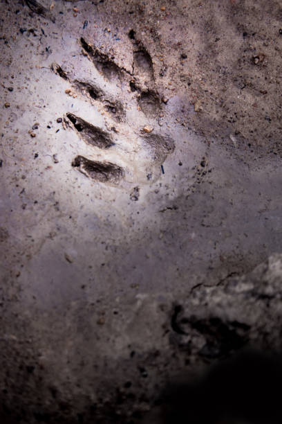 istock Wild animal footprint tread on soft soil ground 820820024
