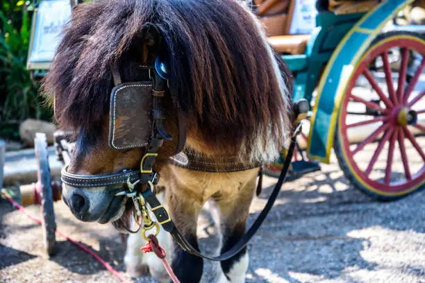 Photo of Horse carriage for tourism at rural farm in summer holiday