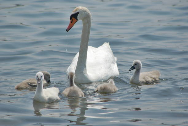 istock swan family 820820276