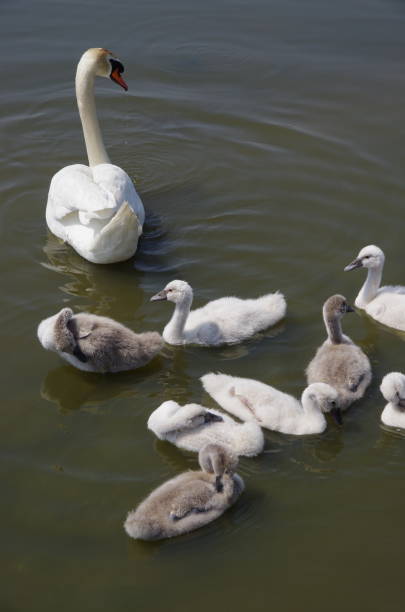 istock swan family 820820328
