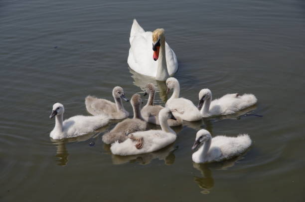 istock swan family 820820446
