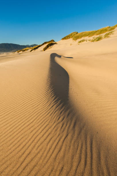 istock Sand dunes on the beach at Nehalem Bay State Park, Oregon 820821348