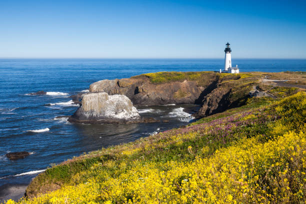 Yaquina Head Lighthouse with a field of wild flowers, Oregon, USA