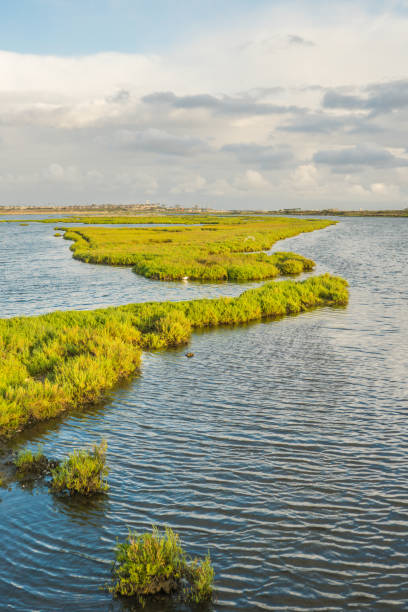 istock Bolsa Chica Wetlands, Huntington Beach 820822556