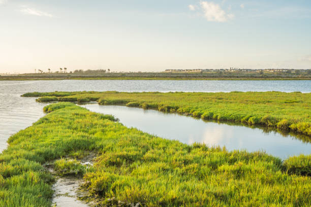 istock Bolsa Chica Wetlands, Huntington Beach 820822630