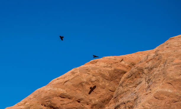 Crows circling over red rocks in the Moab Desert