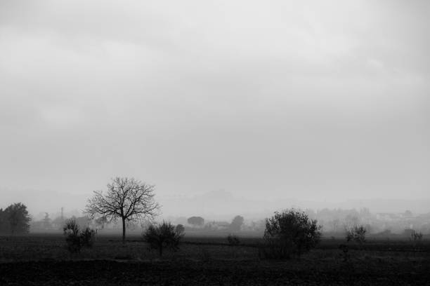 A country view in autumn / winter, with some trees and distant houses in the mist