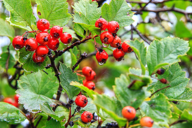 Red wild hawthorn berries on the branches after rain in the forest Red wild hawthorn berries on the branches after rain in the forest, Siberia. Harvesting in the taiga in autumn in Russia. april showers may flowers stock pictures, royalty-free photos & images