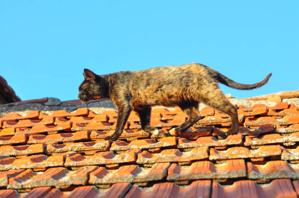 istock Domestic cat walk on the roof. 820825358