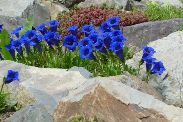 blue gentian