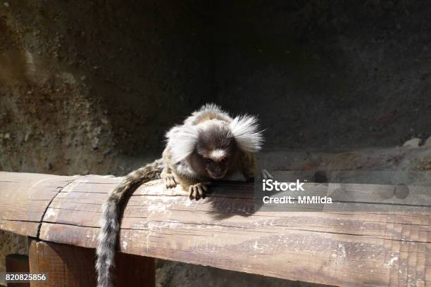 Morador de Ubatuba (SP) faz sessão de fotos com macacos saguis e viraliza  nas redes sociais