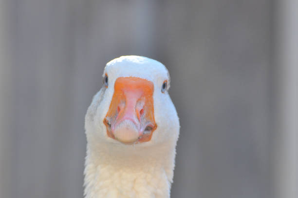 istock Domestic Goose on a farm. 820826418