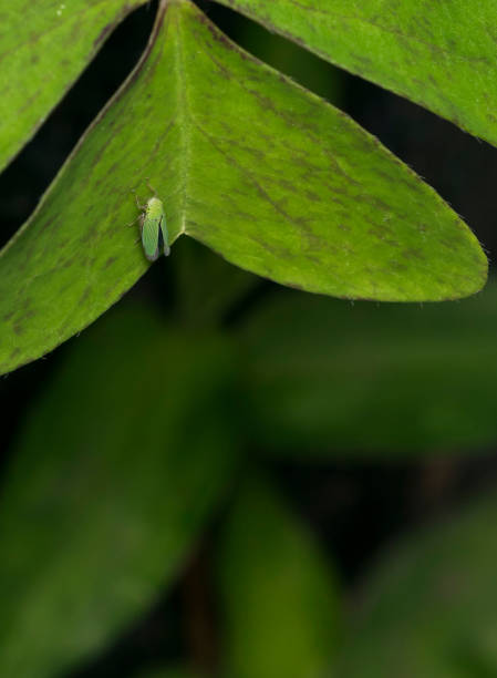 istock Green leafhopper insect on a green leaf 820826958