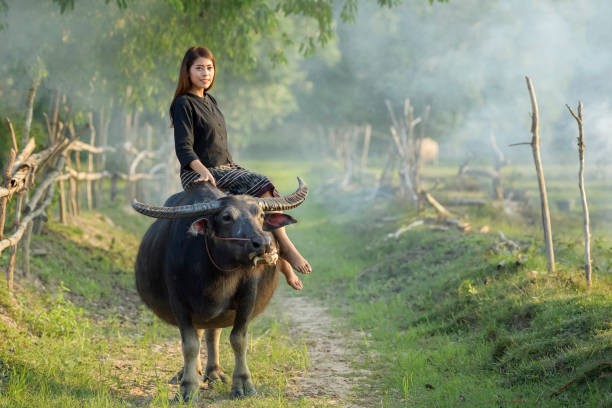 istock Asian woman farmer with a buffalo 820826996