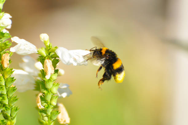 istock Bumble bee flies near to a wildflower 820827012