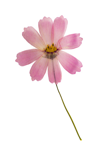 Pressed and dried flower cosmos, isolated on white background. For use in scrapbooking, floristry (oshibana) or herbarium.
