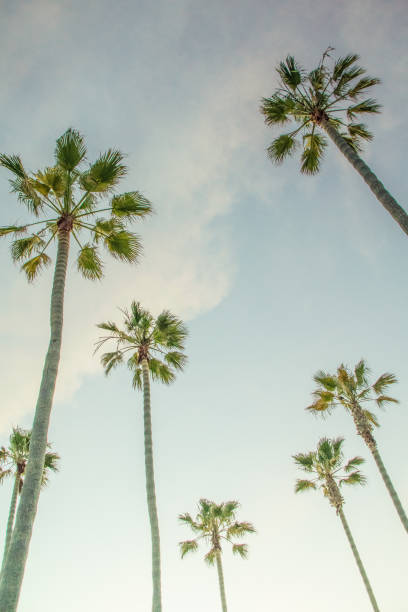 istock Beautiful Newport Beach Sunset under the Palm Trees 820827550