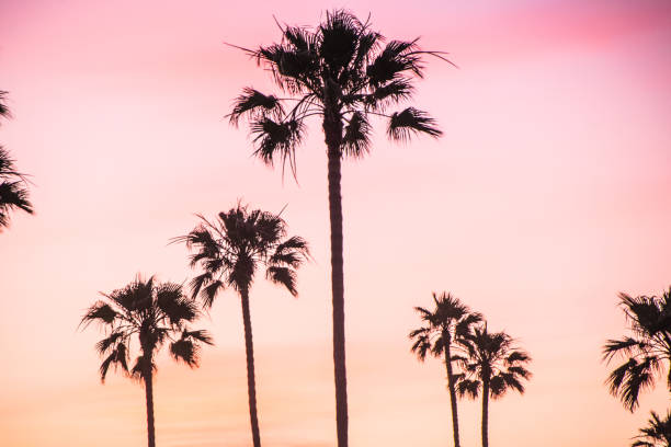 istock Beautiful Newport Beach Sunset under the Palm Trees 820827582