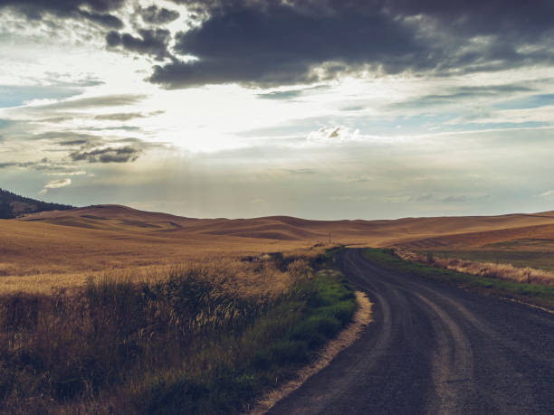 パルースの小麦畑で田舎道 - dirt wheat washington state palouse ストックフォトと画像