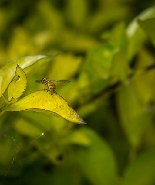 istock Toxomerus marginatus or flower fly on a green leaf 820831676
