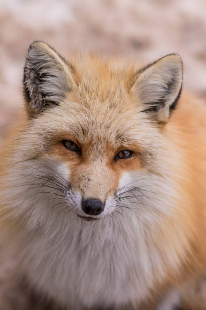 istock Cute fox portrait looking straight into camera in Japan 820832184