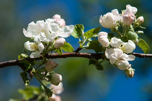 A blooming branch of apple tree in spring. photo of blossoming tree brunch with white flowers on bokeh green background. blossoming tree of an apple-tree. spring seasonA blooming branch of apple tree in spring. photo of blossoming tree brunch with white flowers on bokeh green background. blossoming tree of an apple-tree. spring season